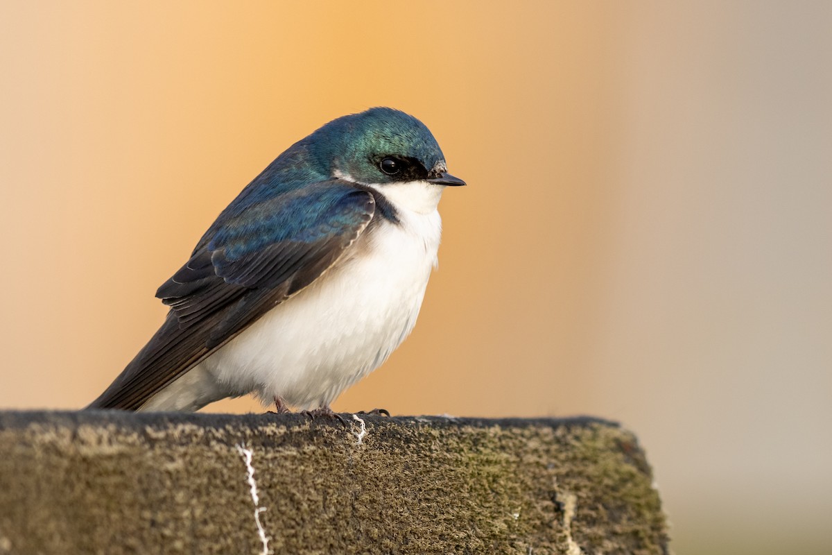 Golondrina Bicolor - ML329696901