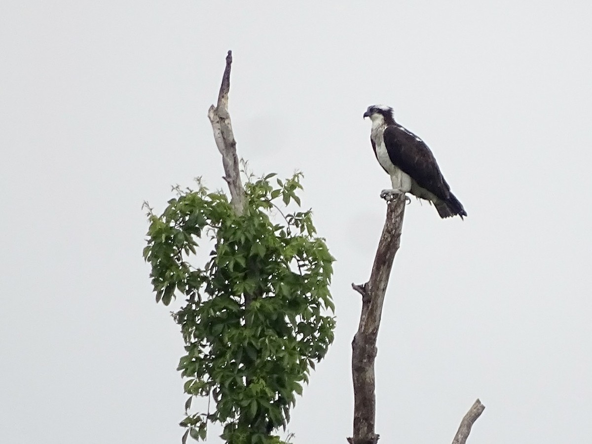 Águila Pescadora - ML329697321