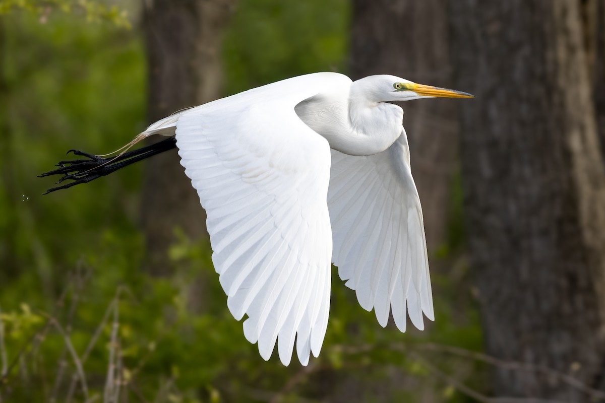 Great Egret - ML329697551