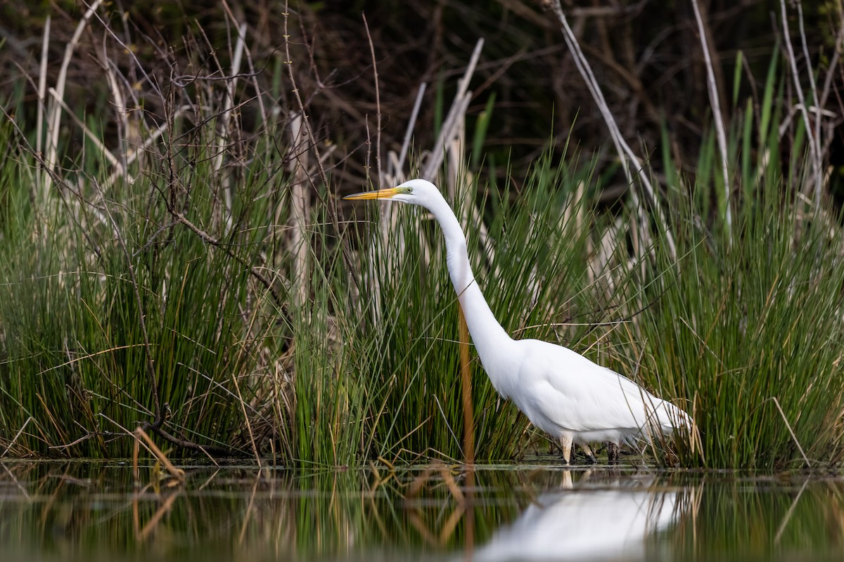 Great Egret - Brad Imhoff