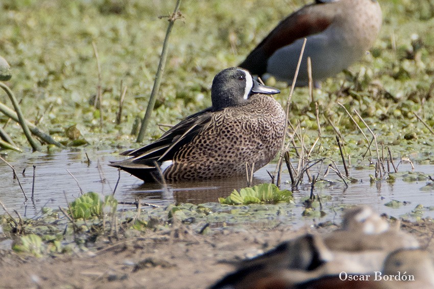 Blue-winged Teal - ML32970041