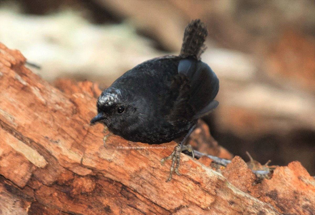 Magellanic Tapaculo - Macarena Acosta Manjarrés