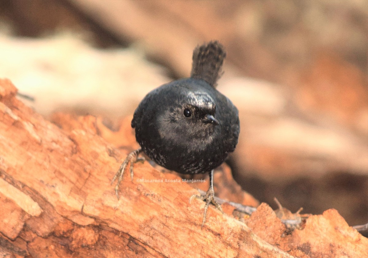 Magellanic Tapaculo - Macarena Acosta Manjarrés