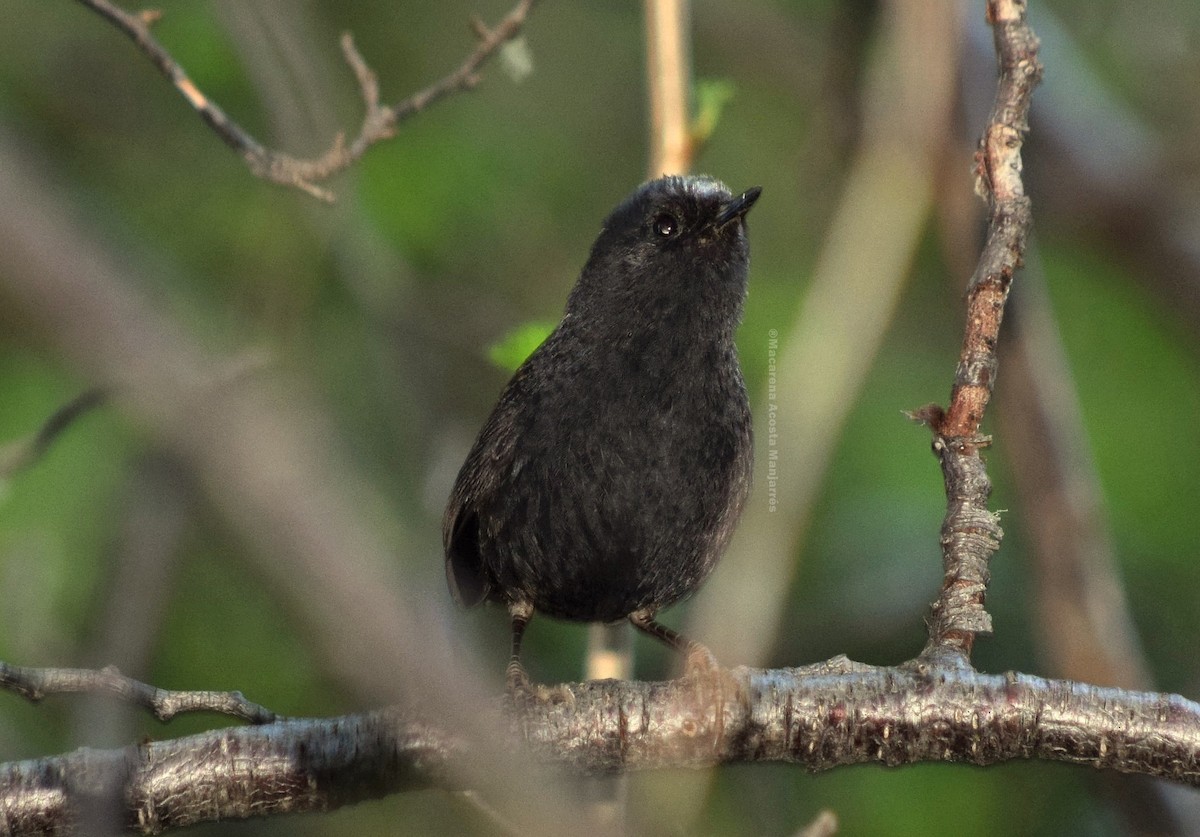 Magellantapaculo - ML329702631