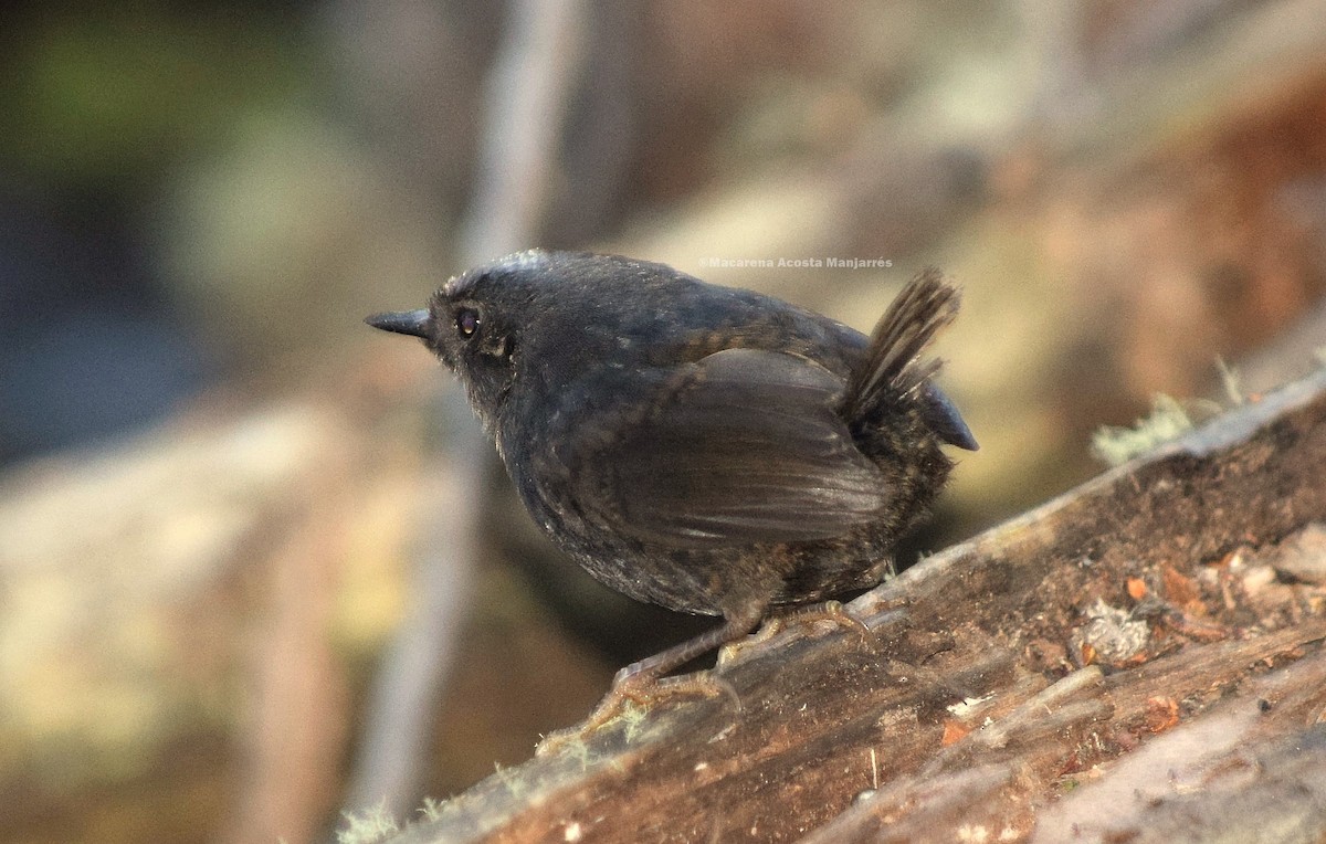 Magellanic Tapaculo - Macarena Acosta Manjarrés