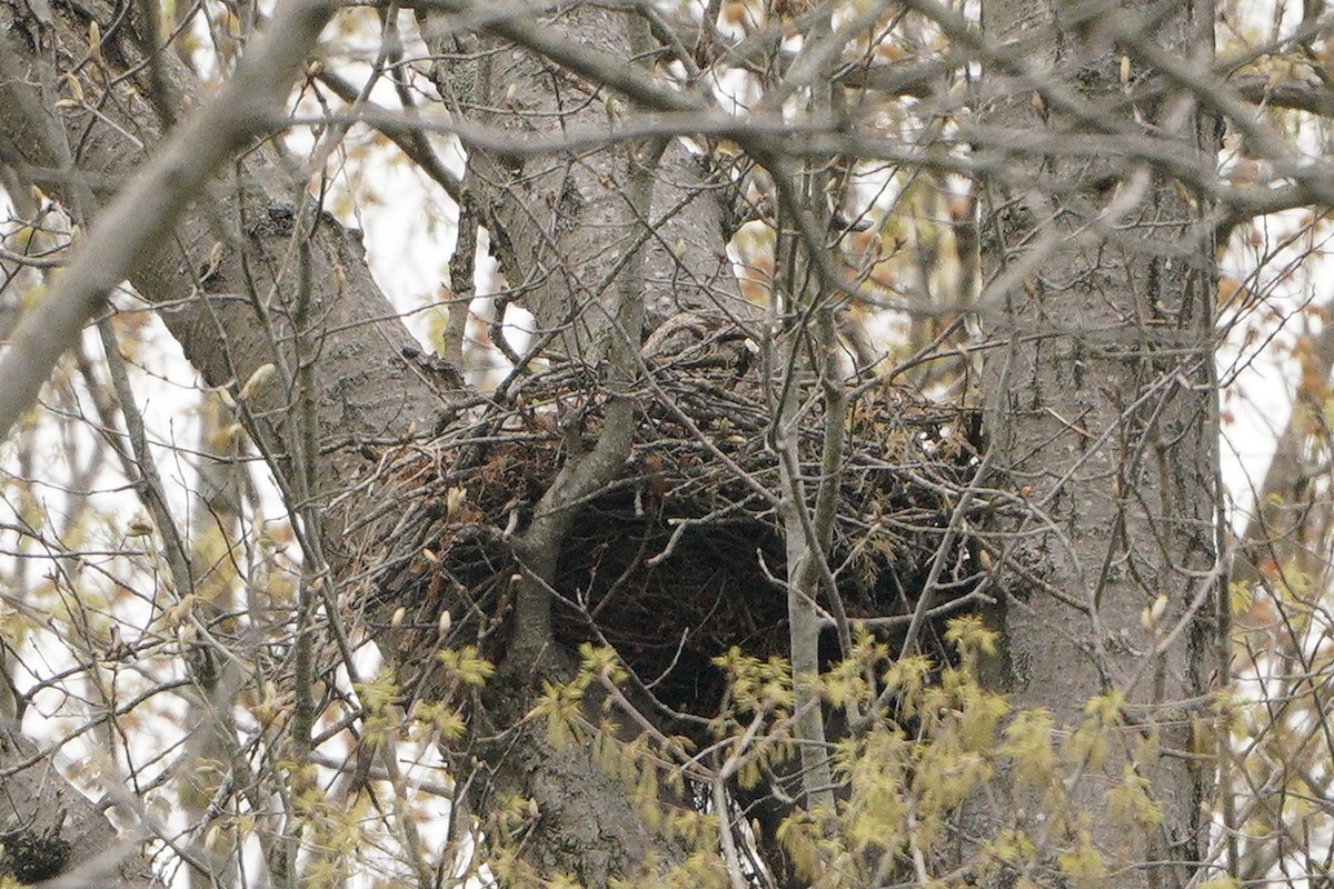 Barred Owl - ML329703401