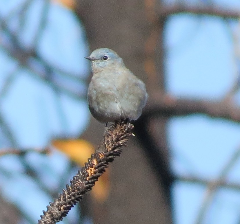 Mountain Bluebird - Jamie Simmons