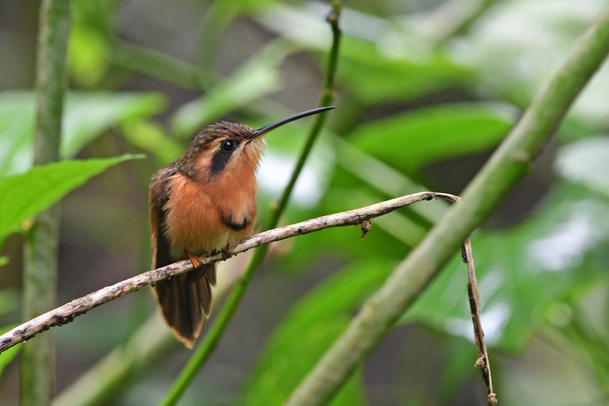 Reddish Hermit - ML329704351