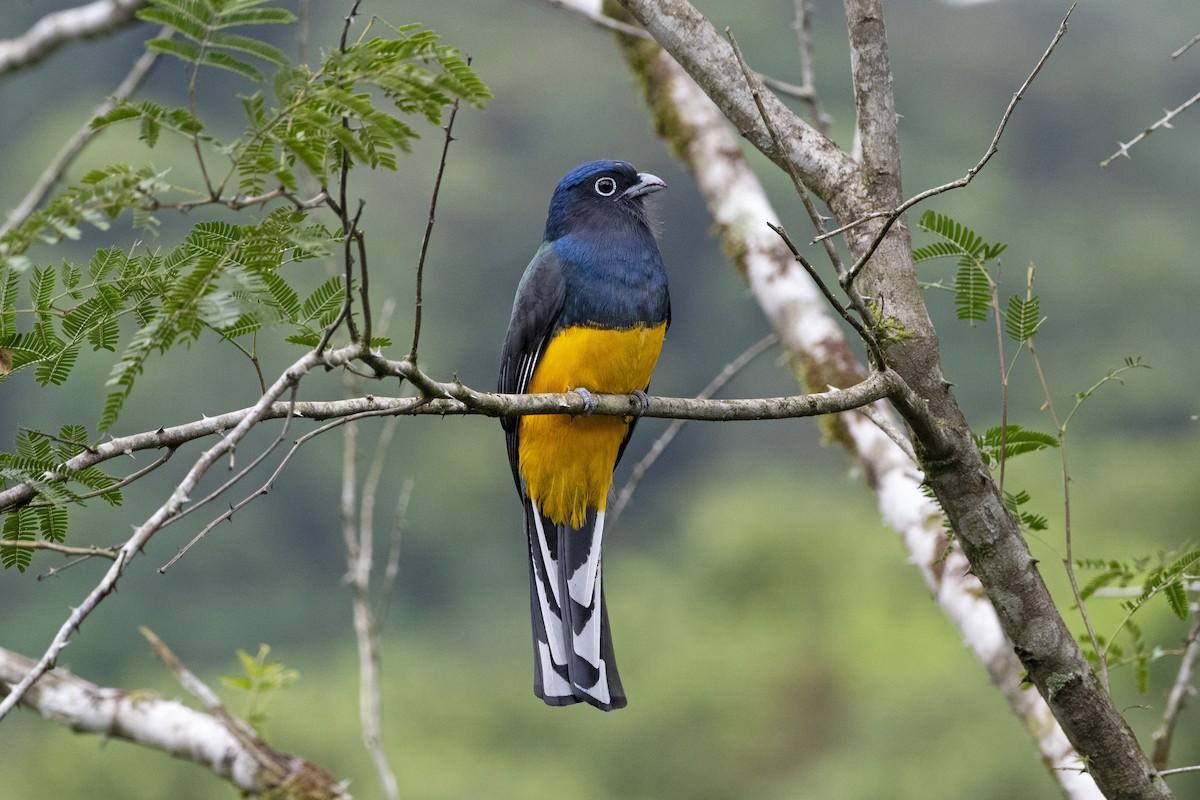 trogon zelenohřbetý - ML329704481