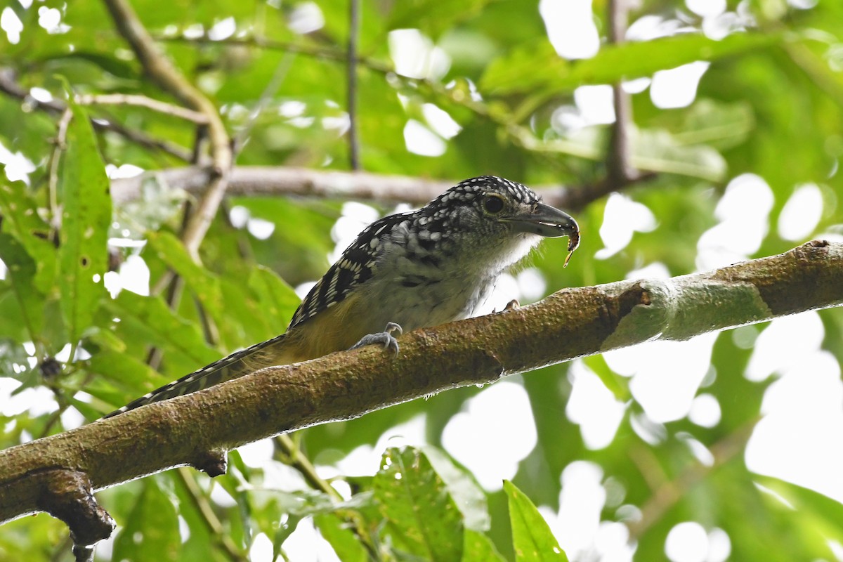 Spot-backed Antshrike - ML329704971