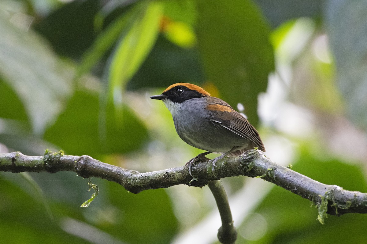 Black-cheeked Gnateater - ML329705081