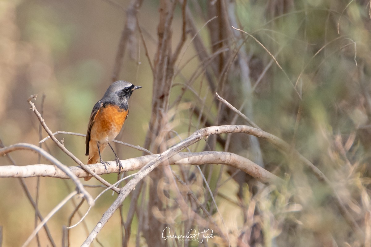 Common Redstart - Guruprasad Hegde