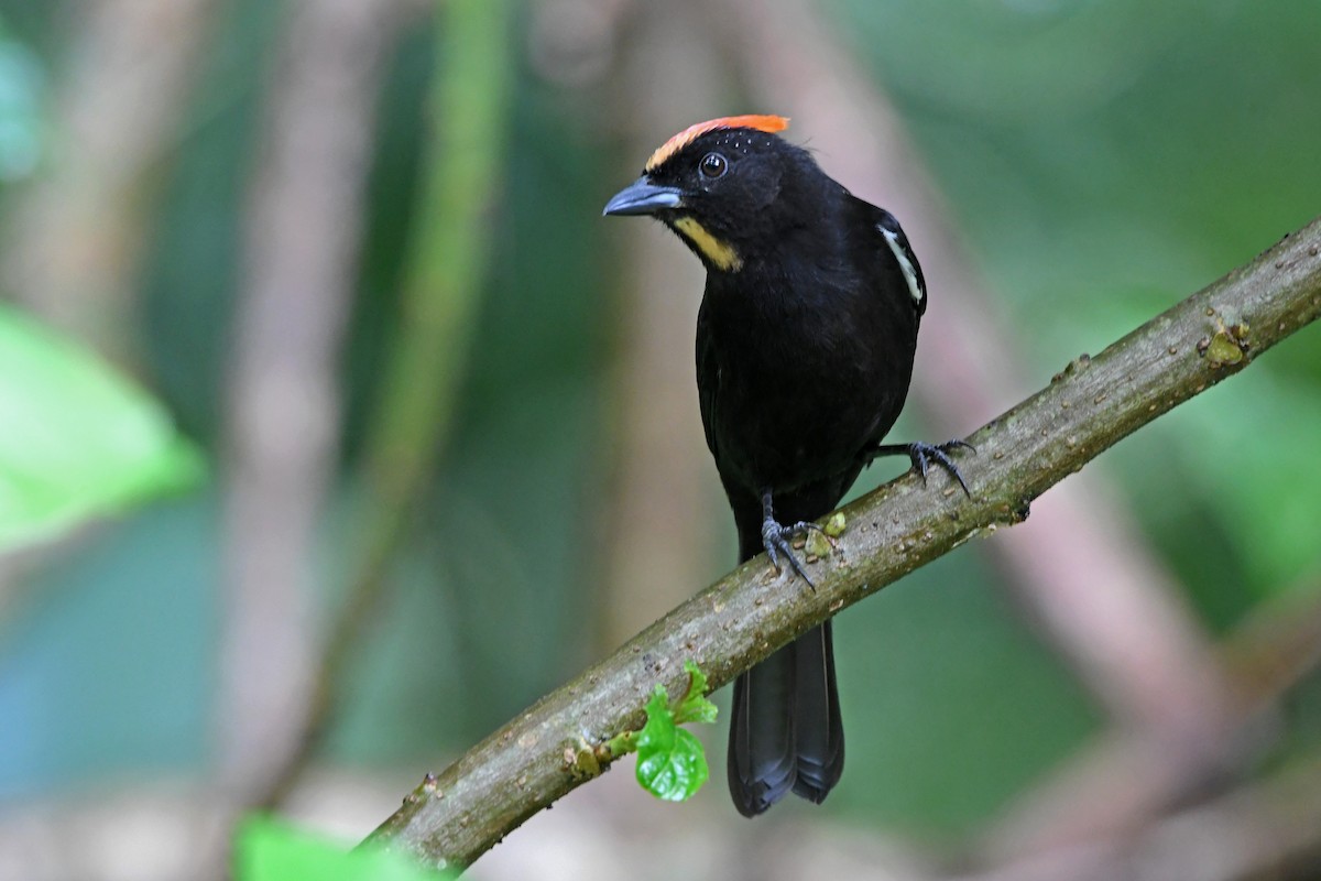 Flame-crested Tanager - ML329705411