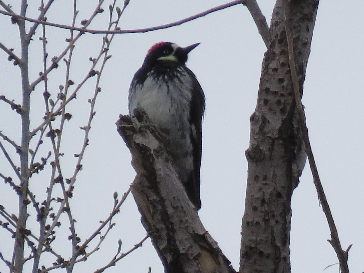 Acorn Woodpecker - ML329705781