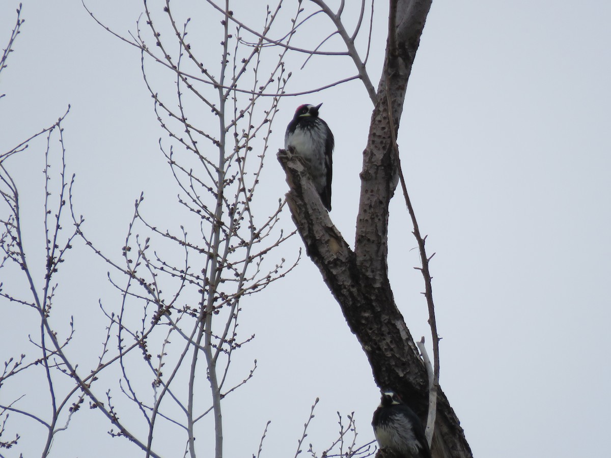 Acorn Woodpecker - ML329706211