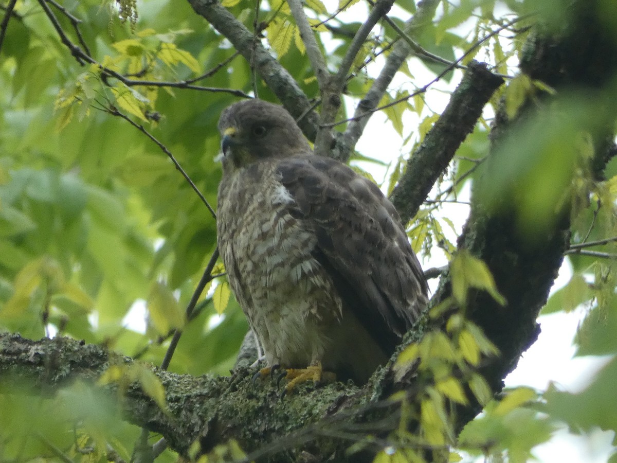 Broad-winged Hawk - ML329706371