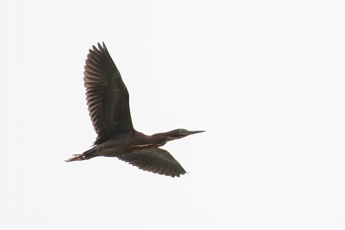 Green Heron - ML329706581
