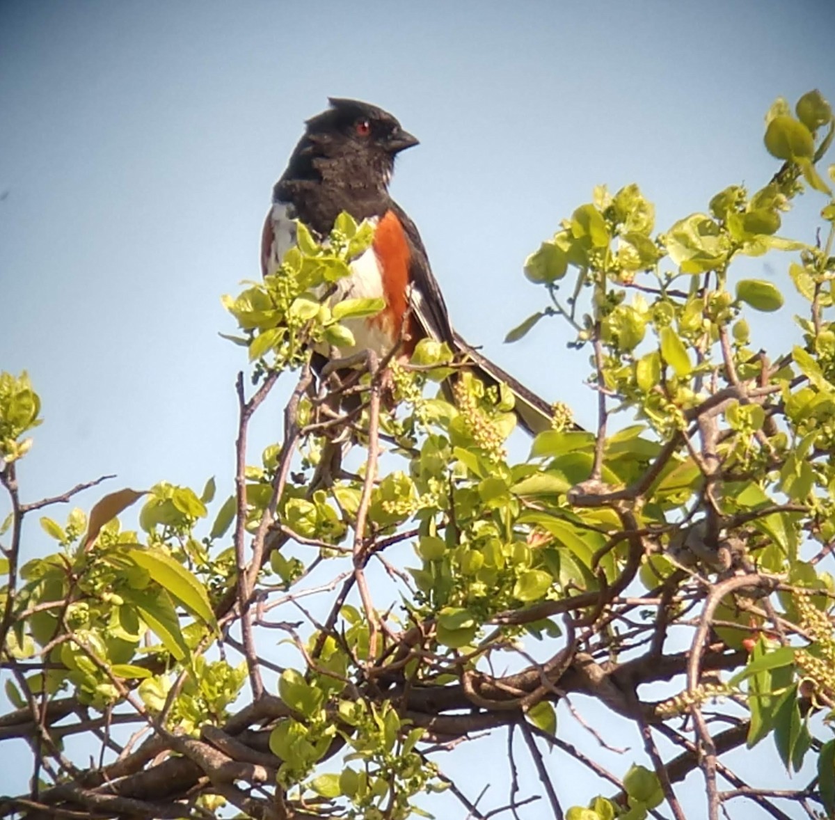 Eastern Towhee - ML329706691