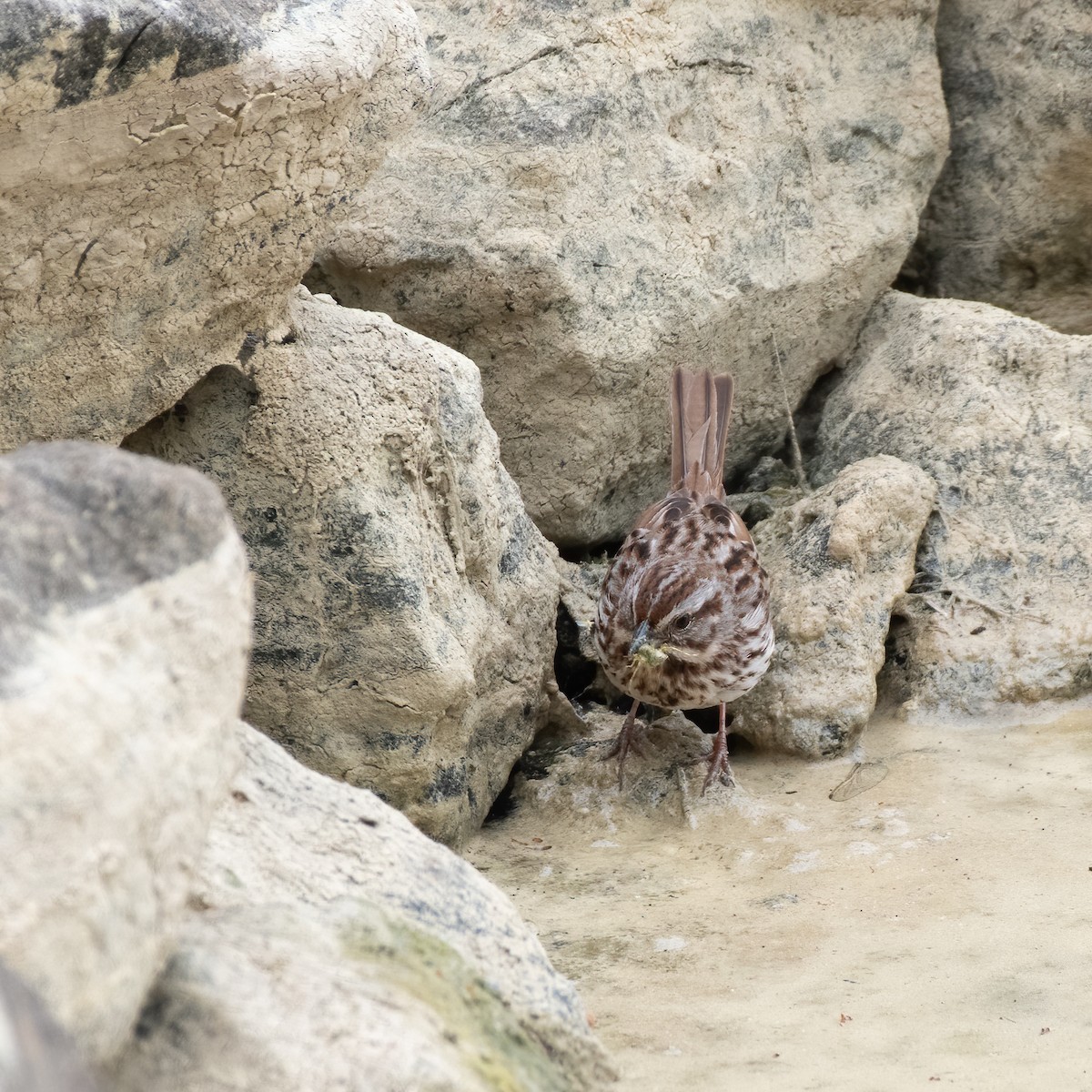 Song Sparrow - ML329706881