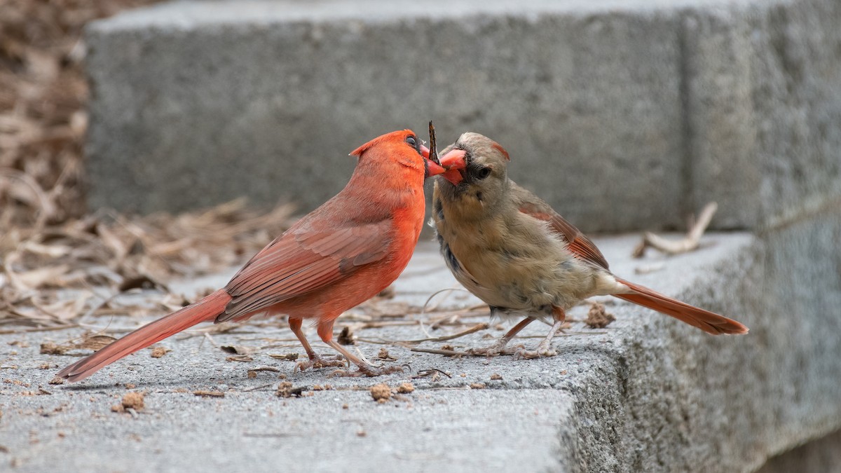 Northern Cardinal - ML329707041