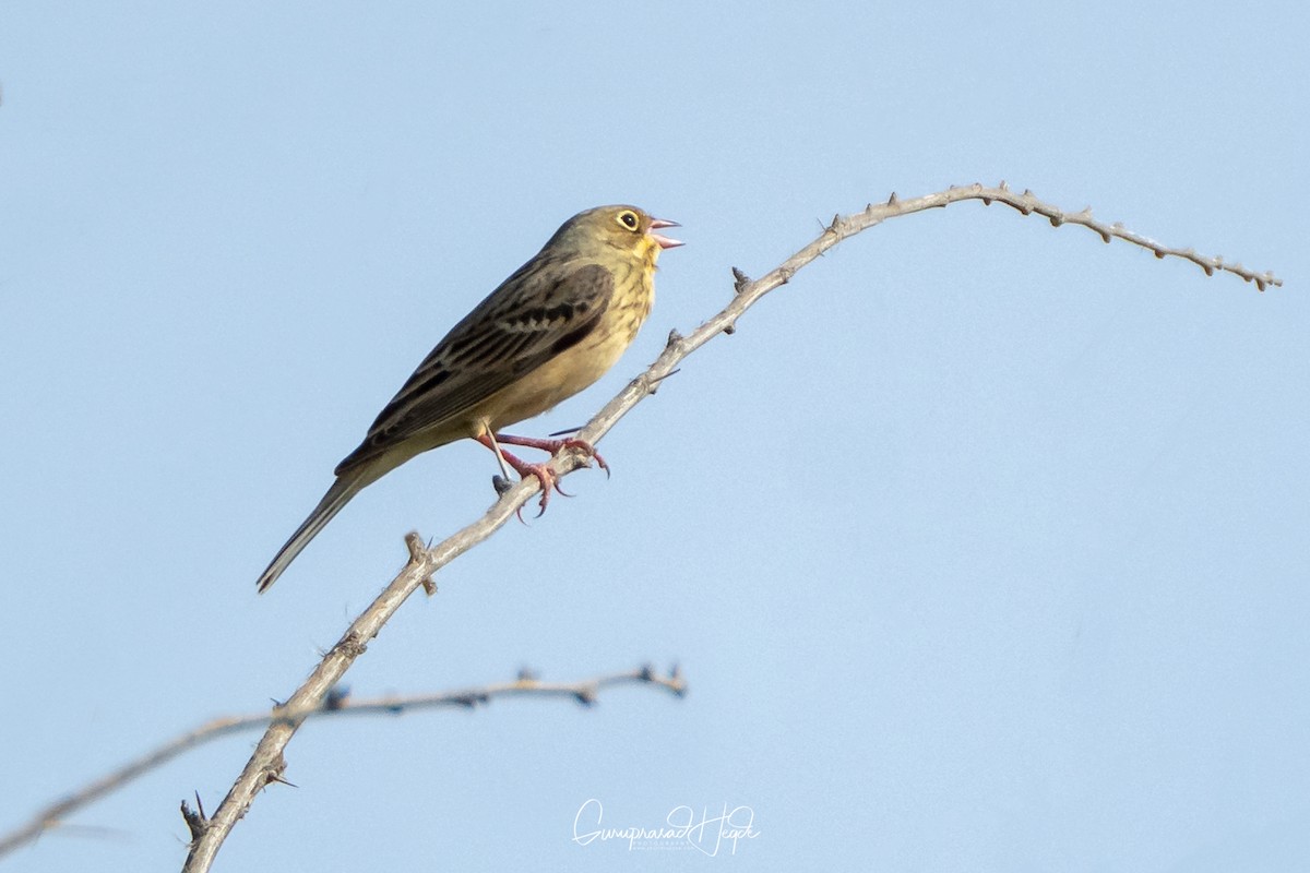 Ortolan Bunting - Guruprasad Hegde