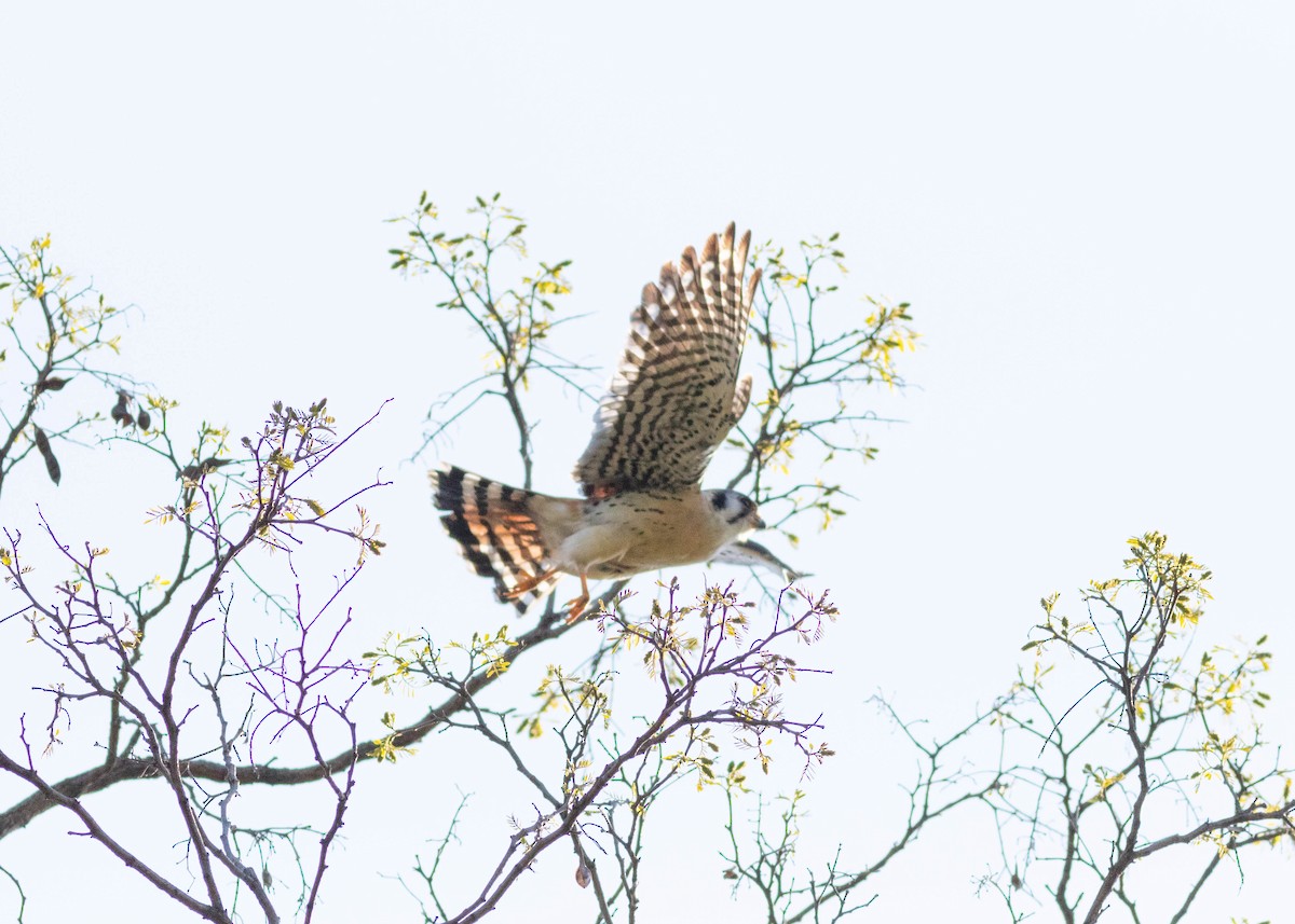 American Kestrel - ML329707441