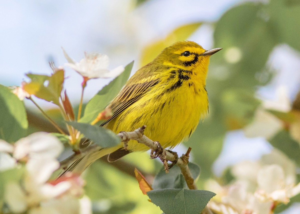 Prairie Warbler - ML329707501
