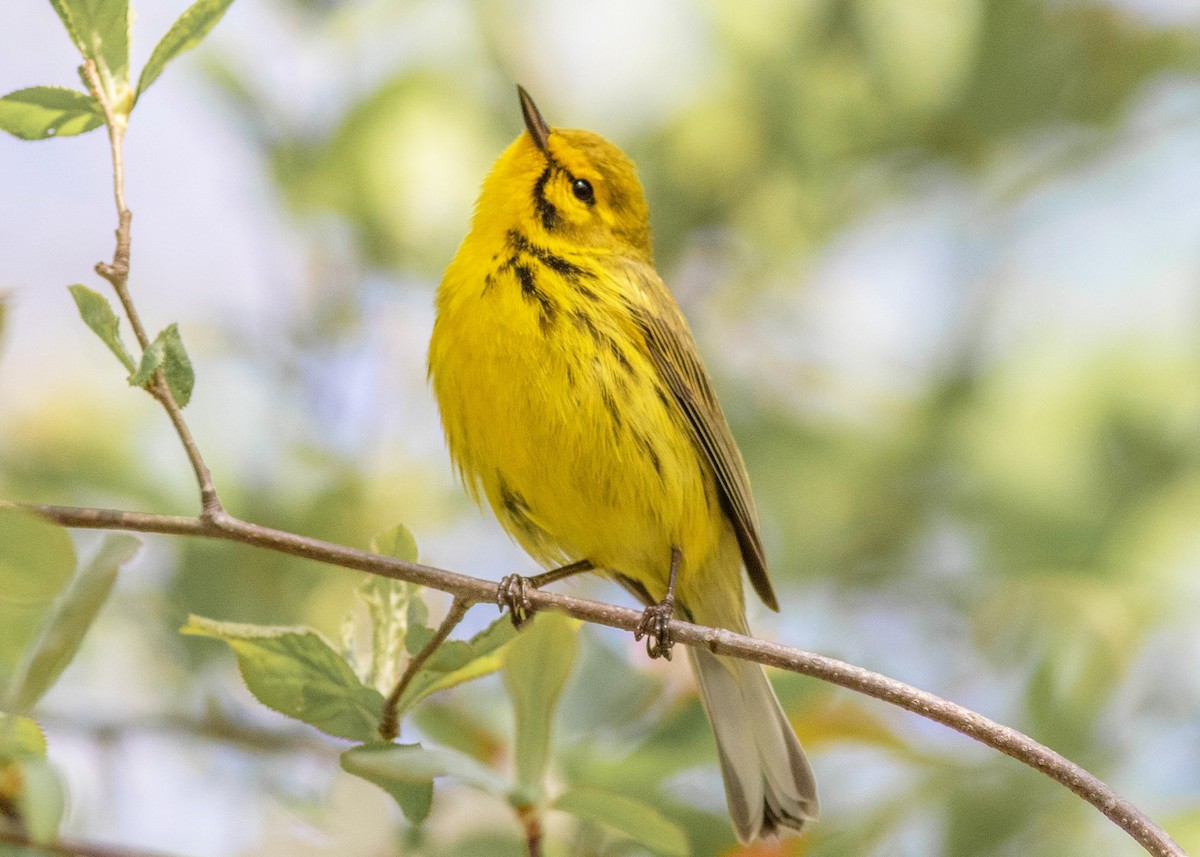 Prairie Warbler - ML329707511