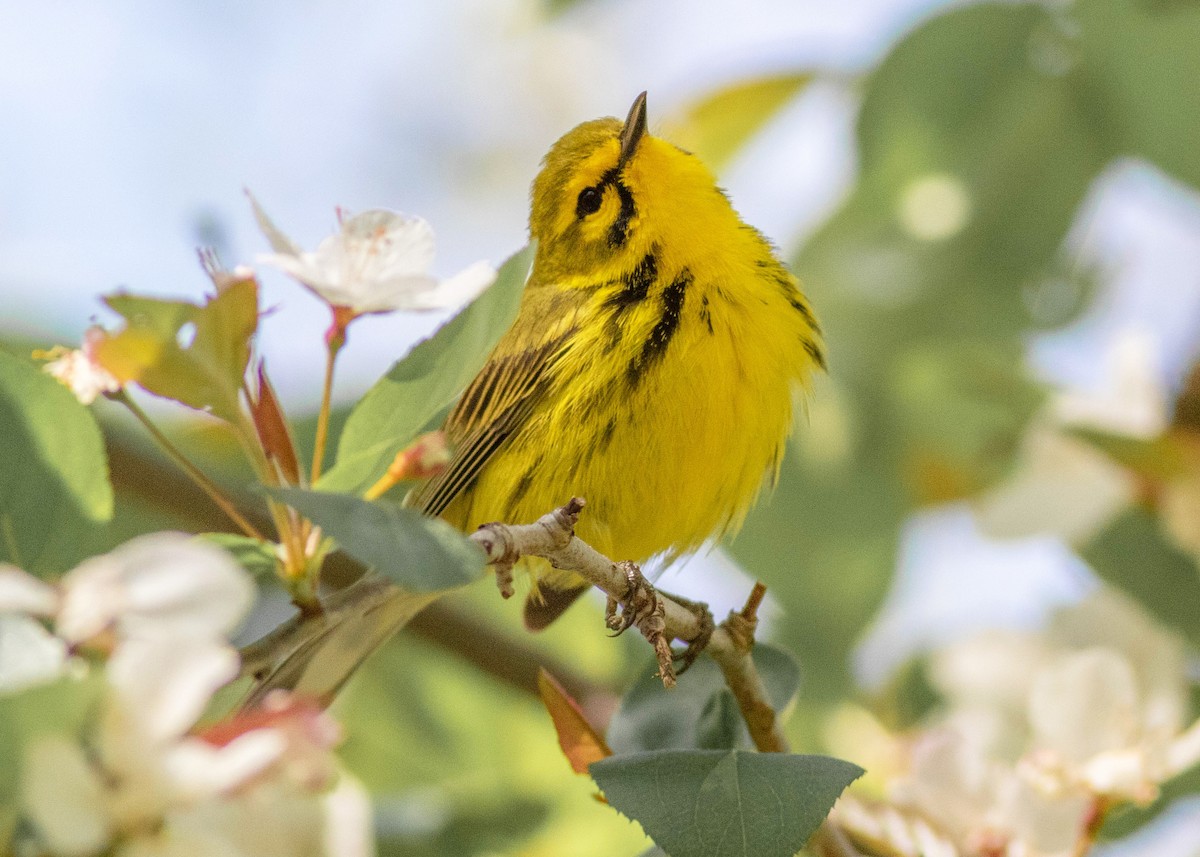 Prairie Warbler - ML329707541