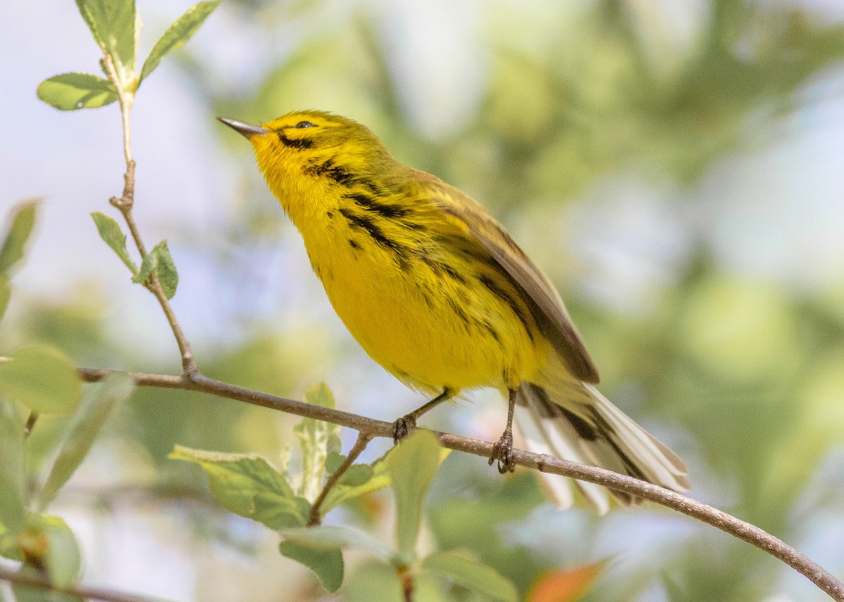 Prairie Warbler - ML329707551