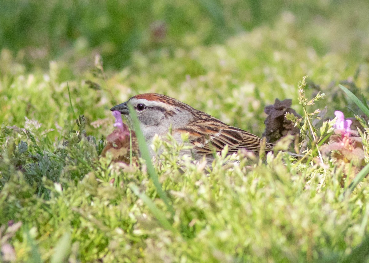 Chipping Sparrow - ML329707801
