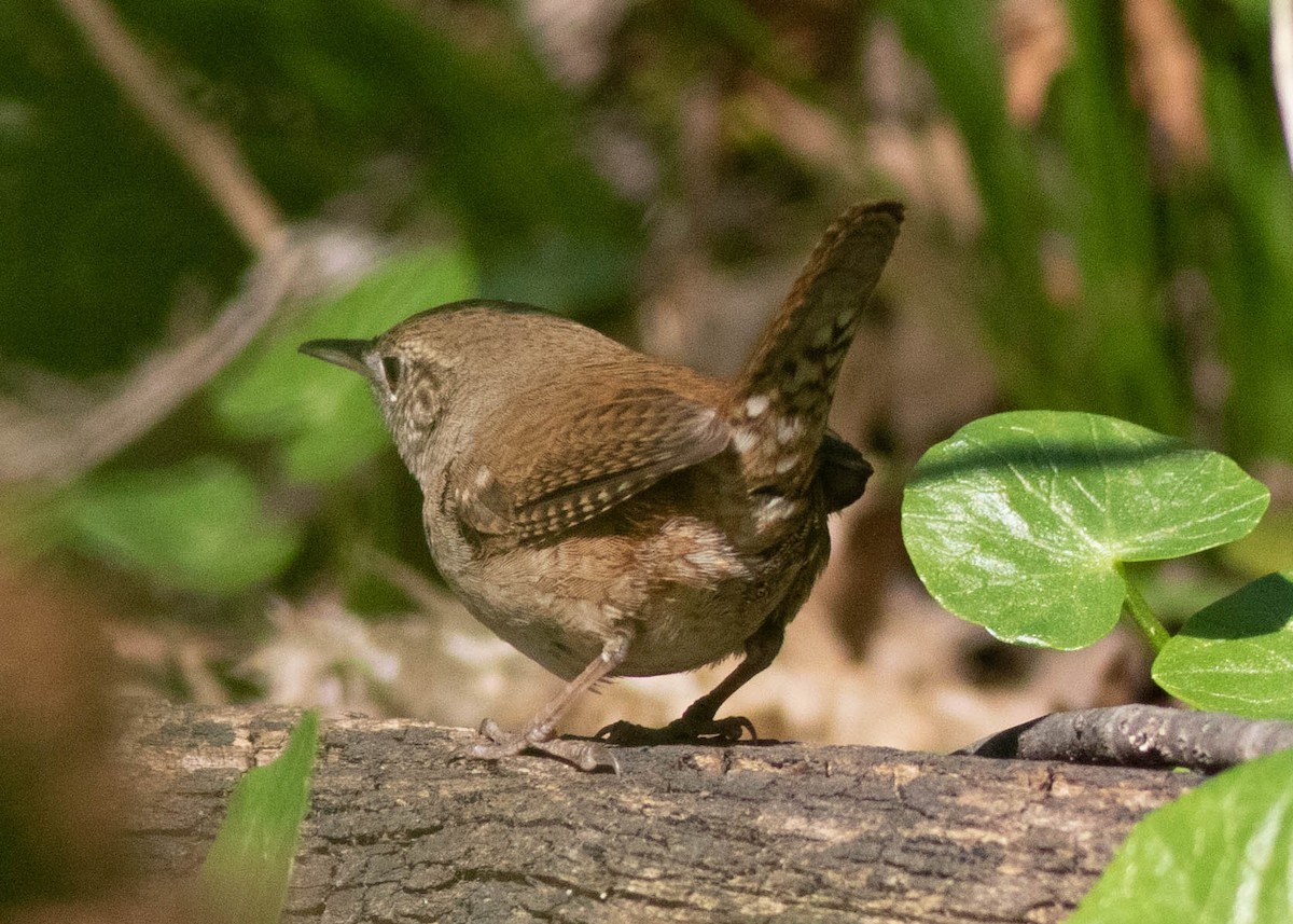 Northern House Wren - ML329709021