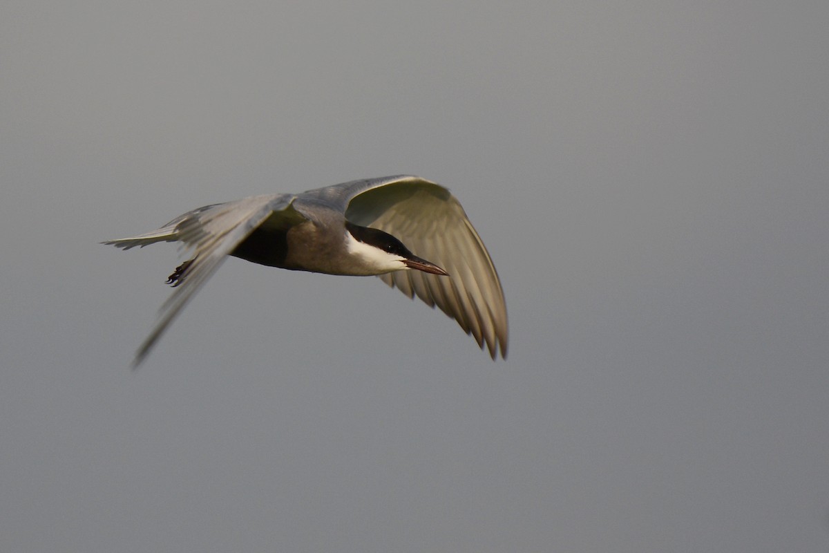 Whiskered Tern - ML329710301