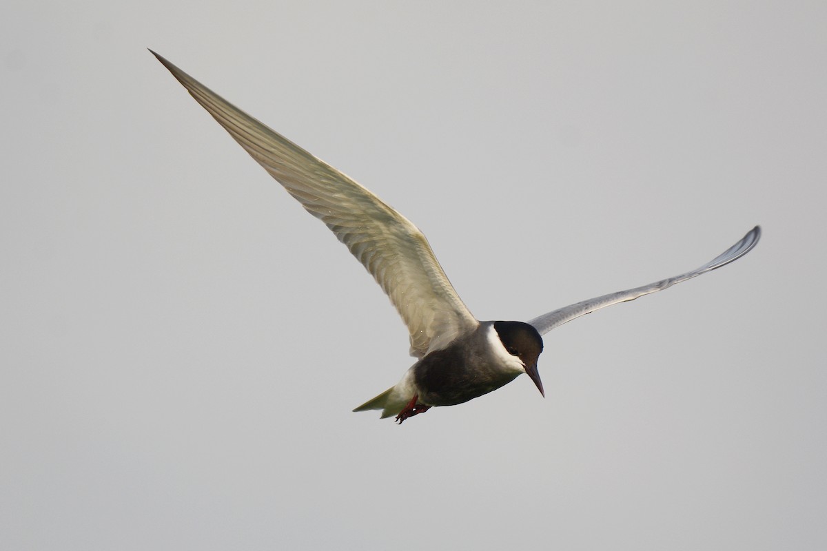 Whiskered Tern - ML329710431