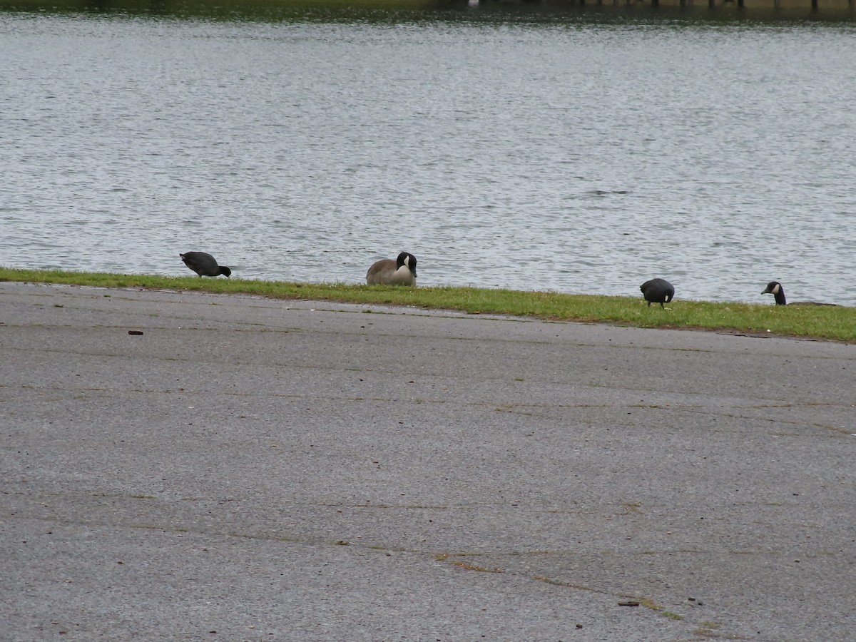 American Coot - ML329711291