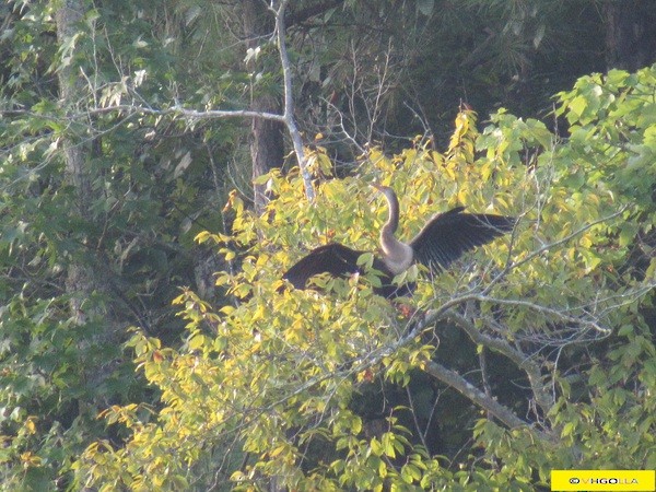 Anhinga - ML32971191