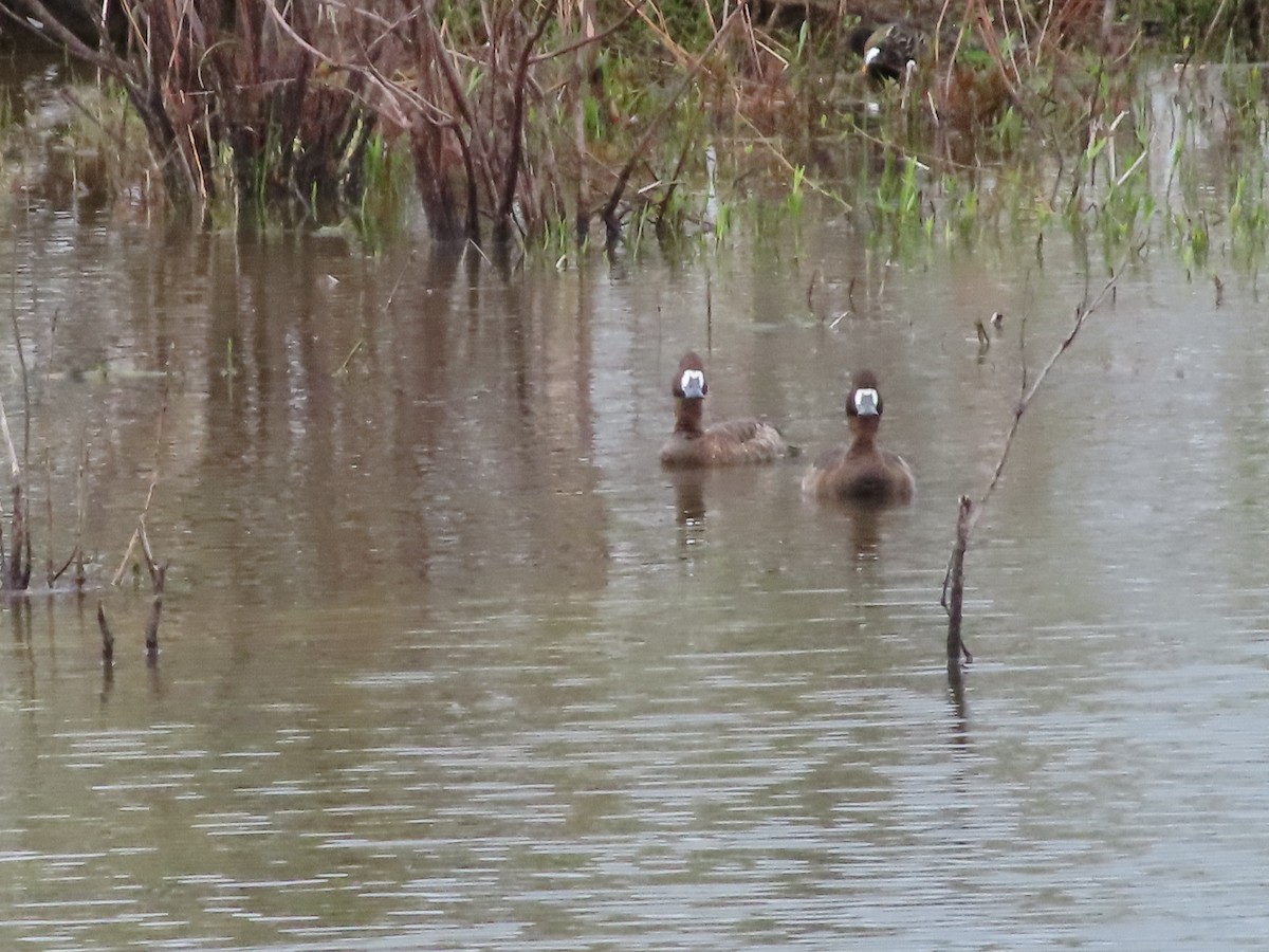 Blue-winged Teal - ML329712231