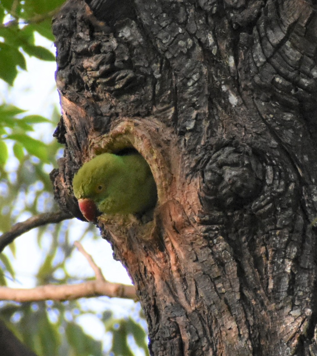 Rose-ringed Parakeet - ML329713111