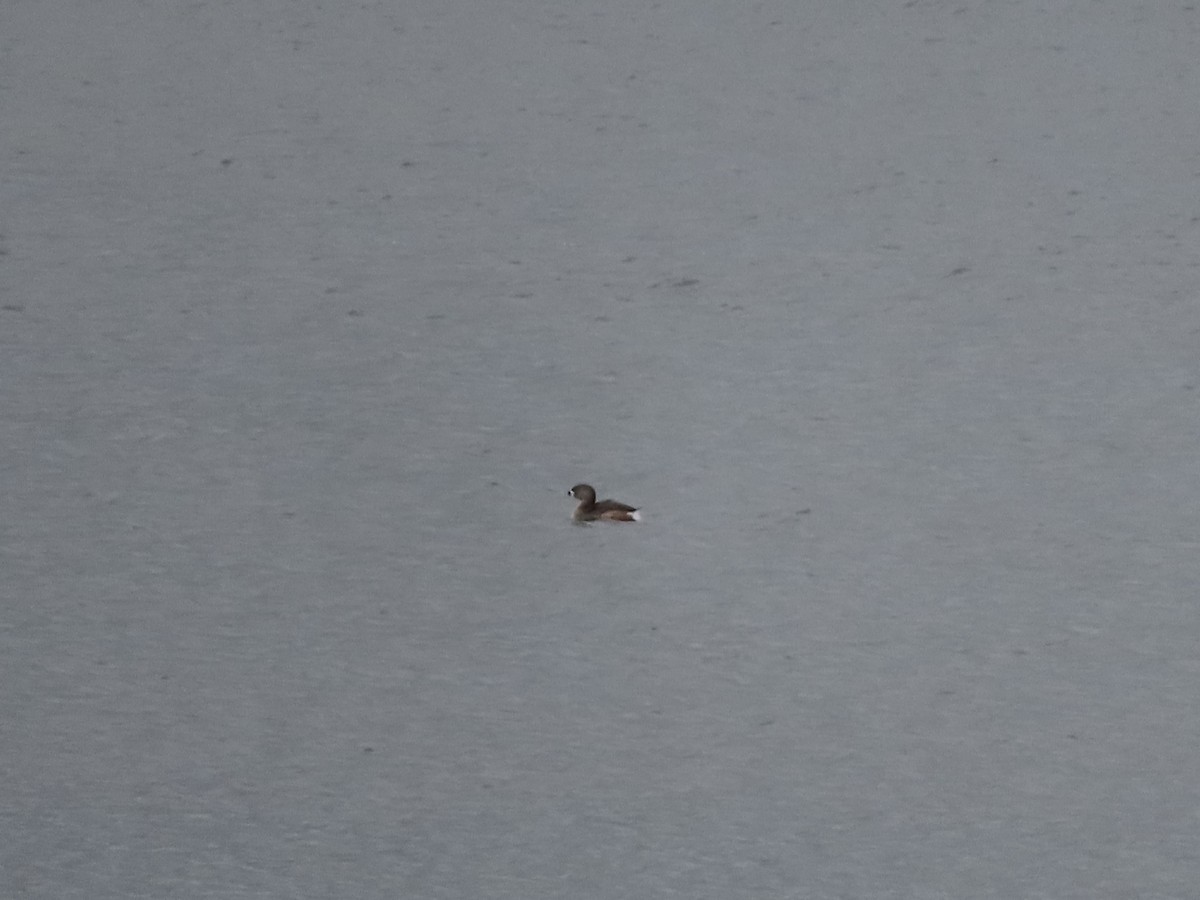 Pied-billed Grebe - ML329713181