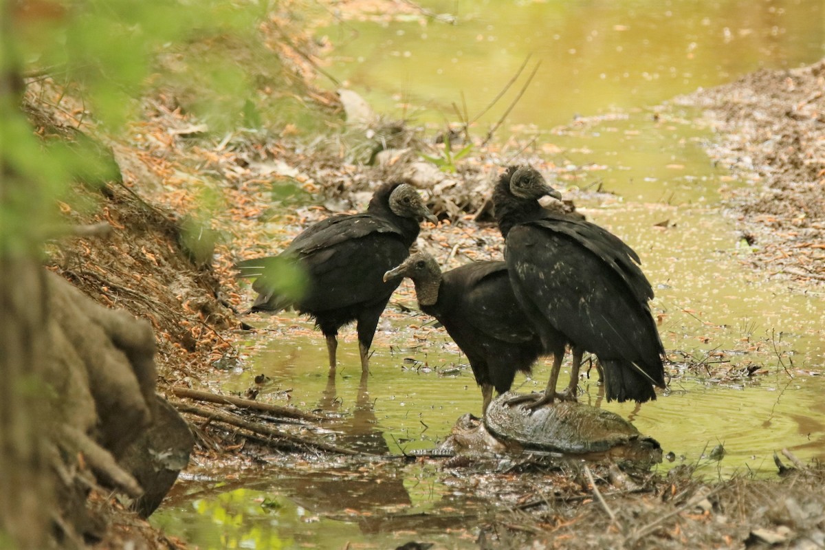 Black Vulture - ML329716351