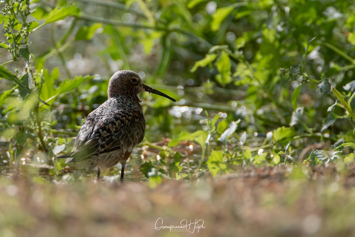 Curlew Sandpiper - ML329716601