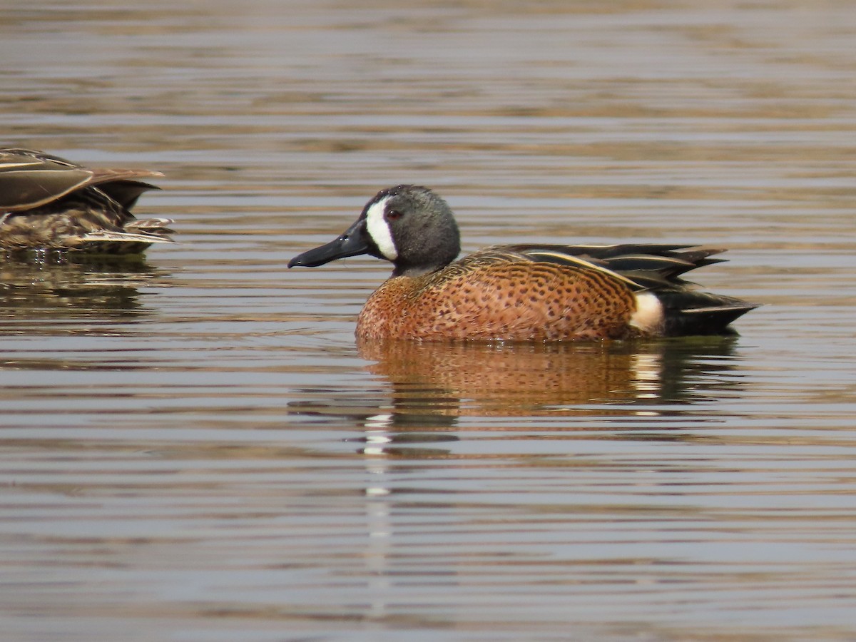 Blue-winged Teal - ML329716891