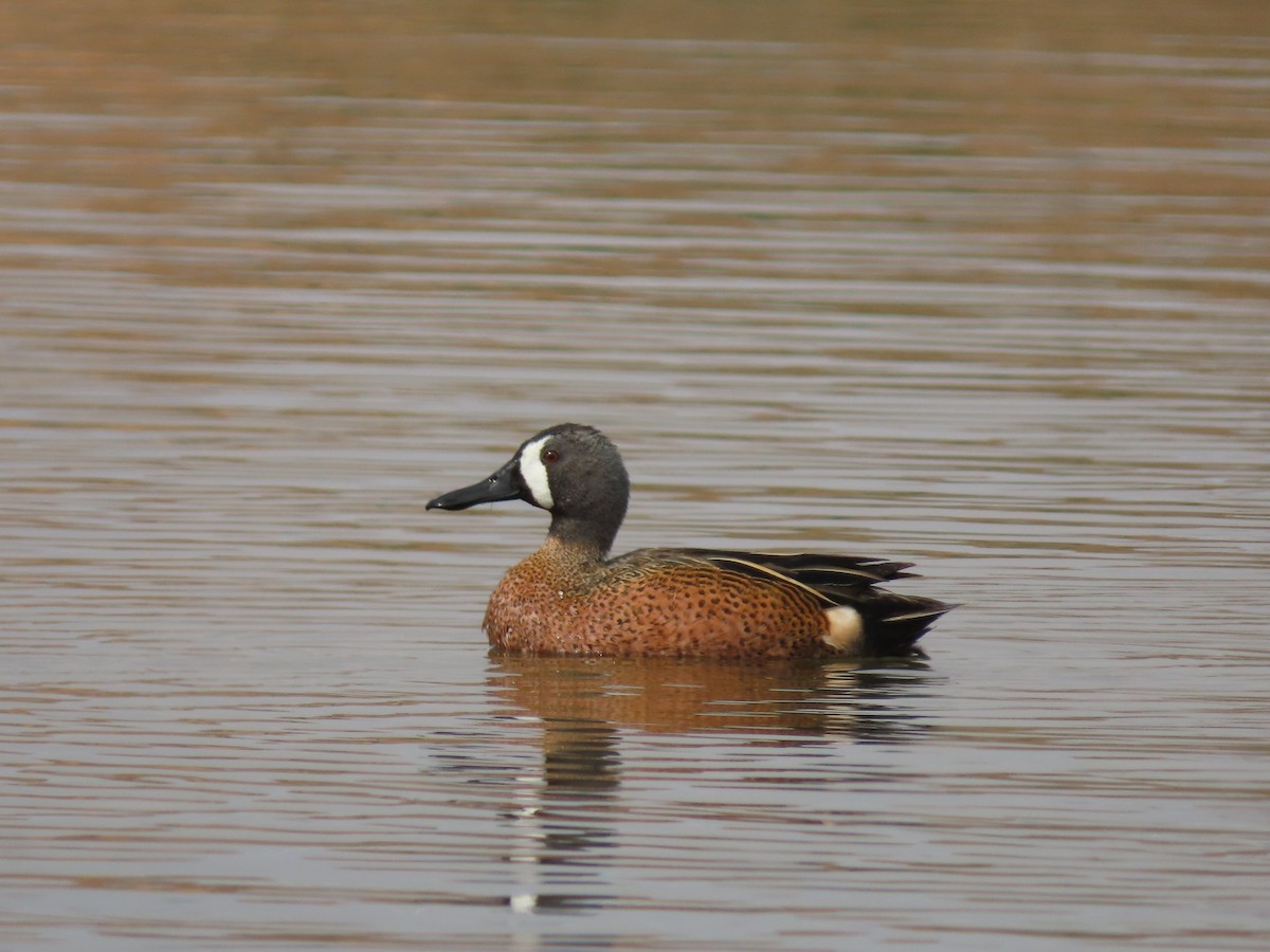 Blue-winged Teal - ML329716901