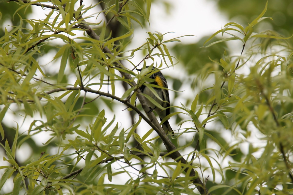 Yellow-rumped Warbler - ML329717661