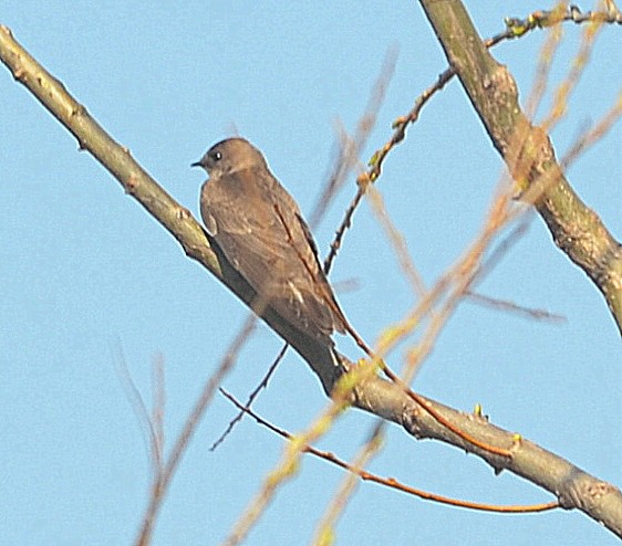 Northern Rough-winged Swallow - ML329717971
