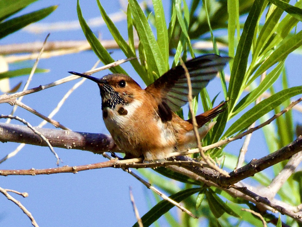 Rufous Hummingbird - Bobby Wilcox