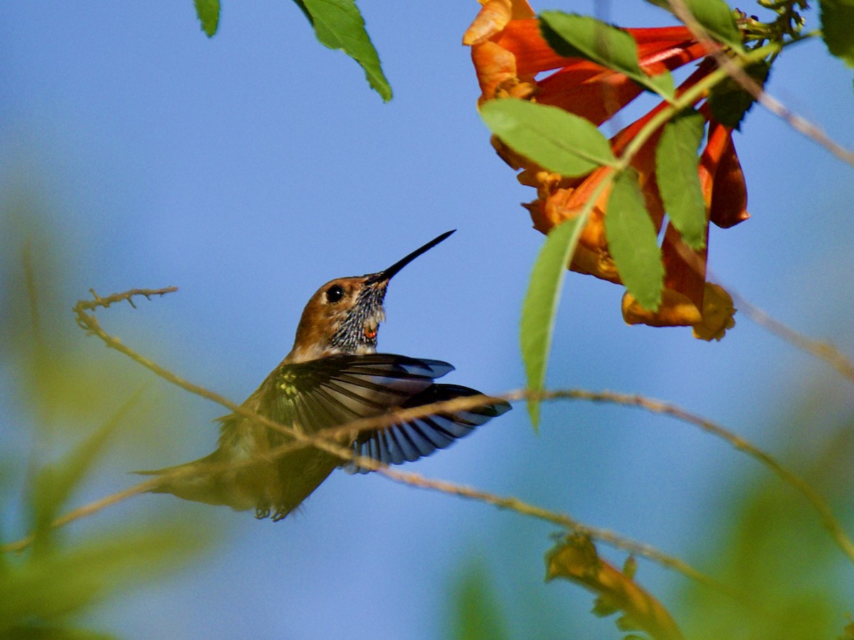 Rufous Hummingbird - ML329718131