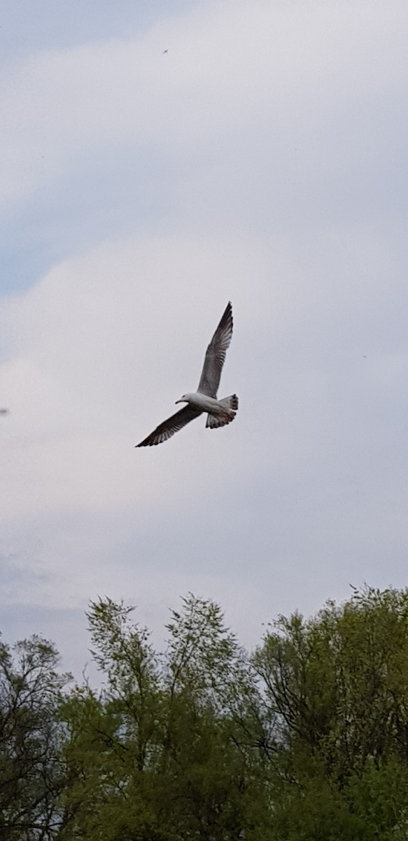 Yellow-legged Gull - ML329718711