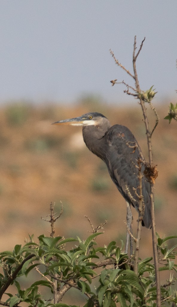 Great Blue Heron (Great Blue) - ML329719911