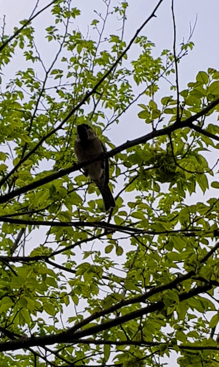 House Sparrow - ML329720791
